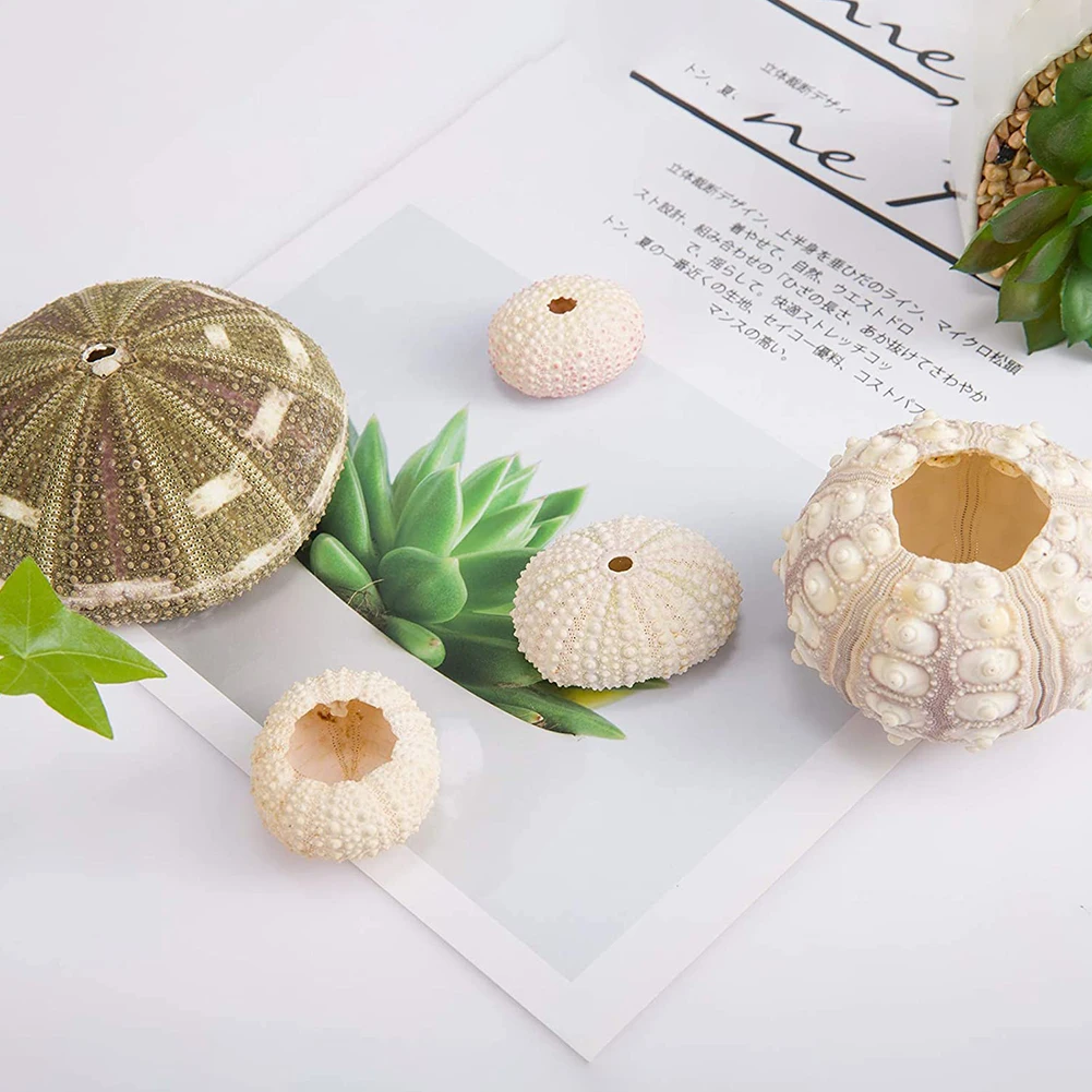 5pcs Natural Sea Urchin Shell Conch Tillandsia Potted Plant Coquillage Bonsai Mediterranean Seashells Craft Home Decor