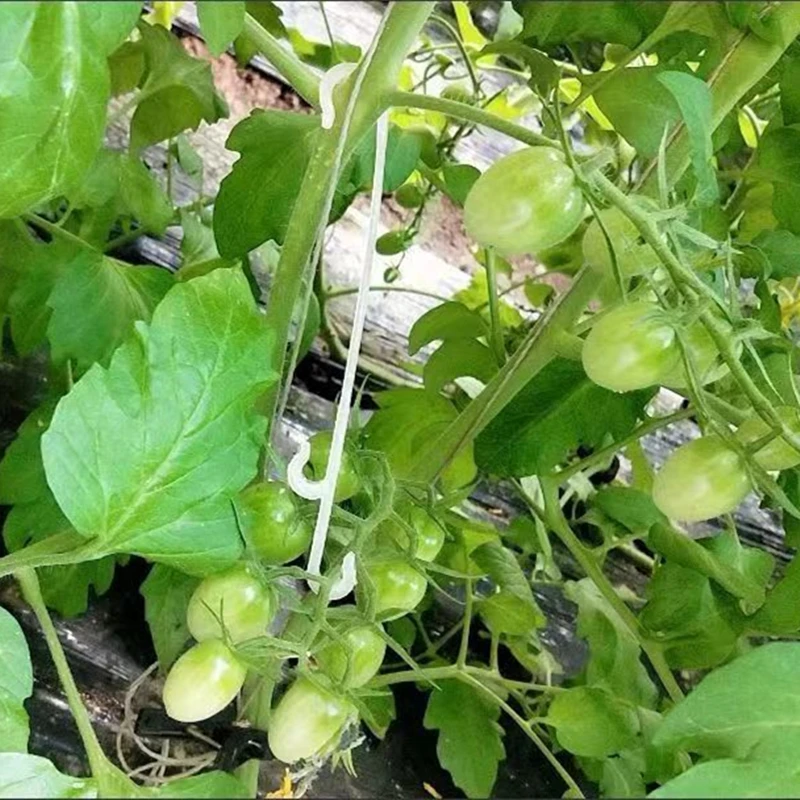 Tomato Support J Hooks 9.5/13/16CM Plant Support Vegetable Clips To Prevent Tomatoes Fruit Cluster From Pinching or Falling Off