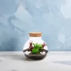 Eco Bottle Terrarium DIY Empty Plants Moss Landscape Container Glass Ecological with Cover Home Decor 3