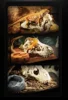 Dinosaur Skull Reptile Pet Hideout Snake Hideout Lizard Basking Platform Reptile Pet Terrarium Aquascape 5