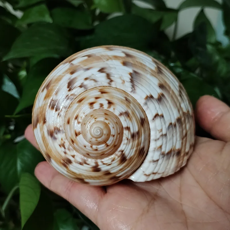 Conch Shell Decoration 9-10CM Tonna Dolium Shell Big Partridge Tun Seashell for Collection Wedding Decorations Fish Tank DIY Party and Table Decor