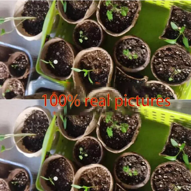 30Db Papírnövekedésű Edény Óvodai Csésze Termesztési Pot Doboz Tálca Ve Veg Ültetvényes Növény Indító Virág Gyógynövény Biológiailag Lebontható Környezetbarát C1 - Image 6