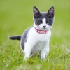 Leather Cat Collar Personalized Cat Collar For Puppy Small Dogs Pet Kitten Nameplate Collar Free Engraving Adjustable 5