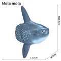 Mola mola