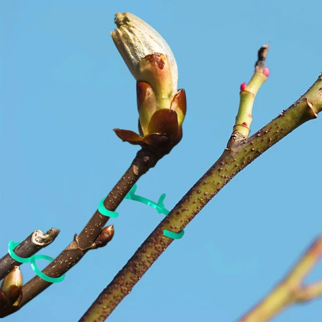 60 db Kerti Növényi Tartó Klipek A Mászáshoz Szőlő Paradicsom Zöldségkar Hurok Bilincs Ültetési Megfogás Tartás Rögzítő Szár - Image 3