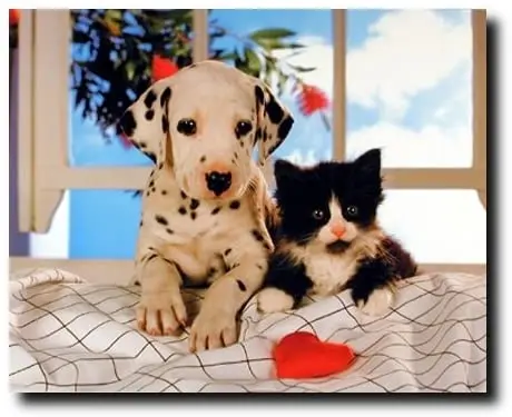 

Друзья Навсегда далматинская Собака и кот детская комната животные Настенный декор Художественная печать плакат