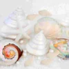 100pcs White Mini Sea Shell Conches Craft Wedding Garden Aquarium Decoration 3