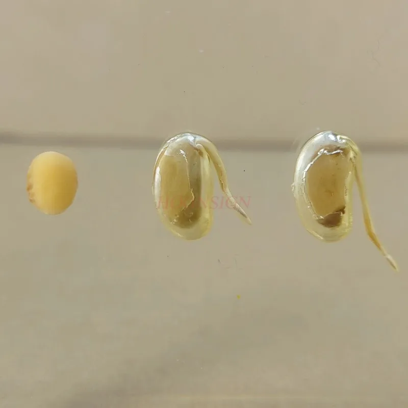 Kindergarten teaching cognitive plant seed specimen soybean germination growth resin real artificial amber 3