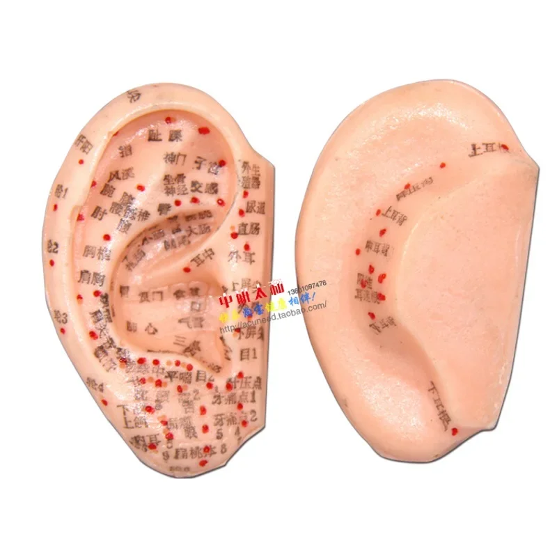 8 Cm Ear Acupuncture Model Auricular Application Ear Acupuncture Points Model  Ear Acupuncture Earpins 4