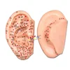 8 Cm Ear Acupuncture Model Auricular Application Ear Acupuncture Points Model  Ear Acupuncture Earpins 4