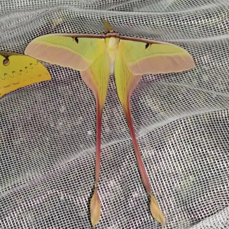 Real insect specimen Actias dubernardi Oberthur Collection hobby DIY crafts home decoration 4