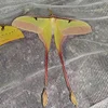Real insect specimen Actias dubernardi Oberthur Collection hobby DIY crafts home decoration 4