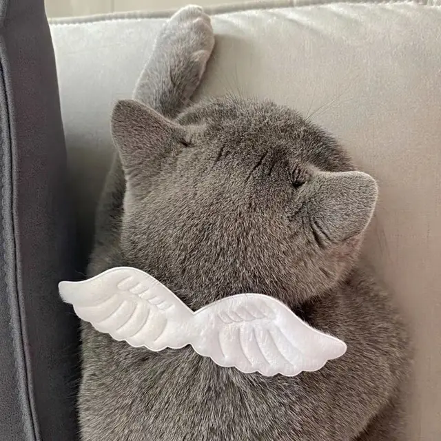 MPK Angel Wings Cat Collar Cute Cat Accessories In Selections Of White & Pink 3 Sizes Available 3
