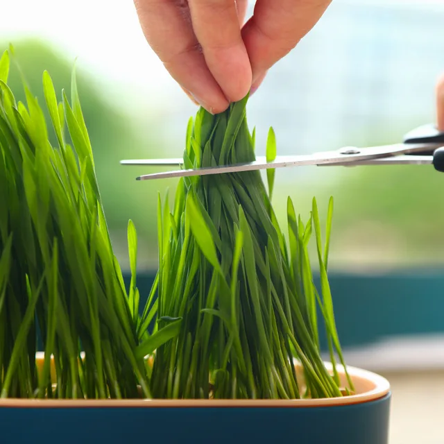 Cat Snack Cat Mint Planting Hydroponic Box Cat Grass Pot Color Contrast Hydroponic Cat Grass Box Set Catgrass Planting Bowl 4