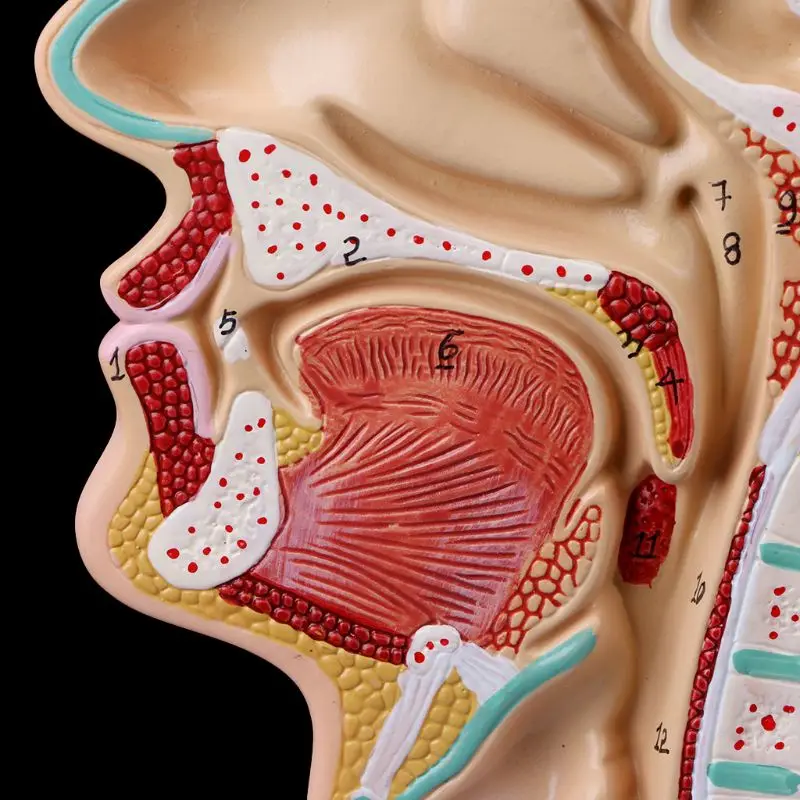 Human Anatomical Nasal Cavity Throat Anatomy Medical Model Teaching Tool мехмод стикеры для записей фильтр kategoria: geografia images - 6