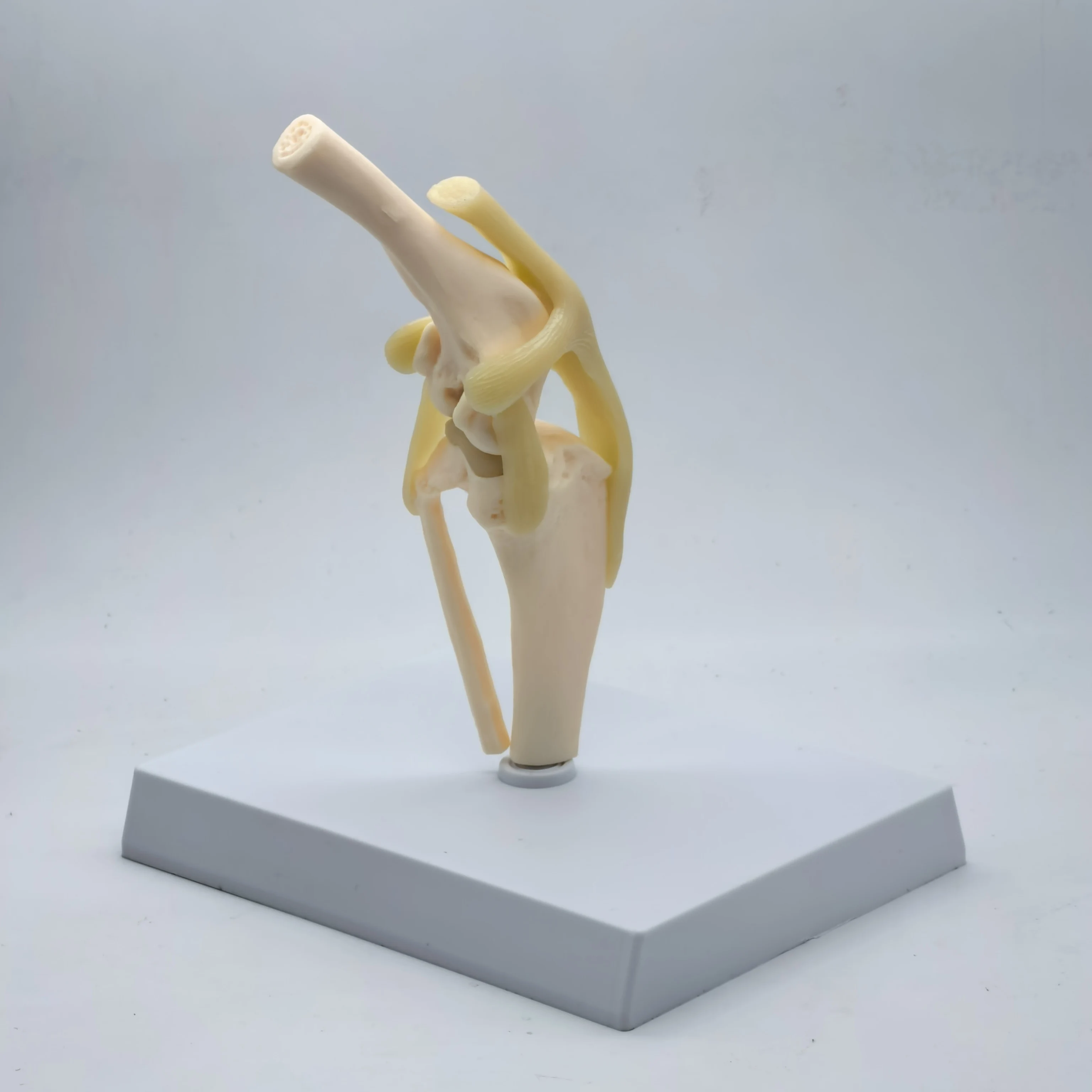 Canine Knee Joint Model 2