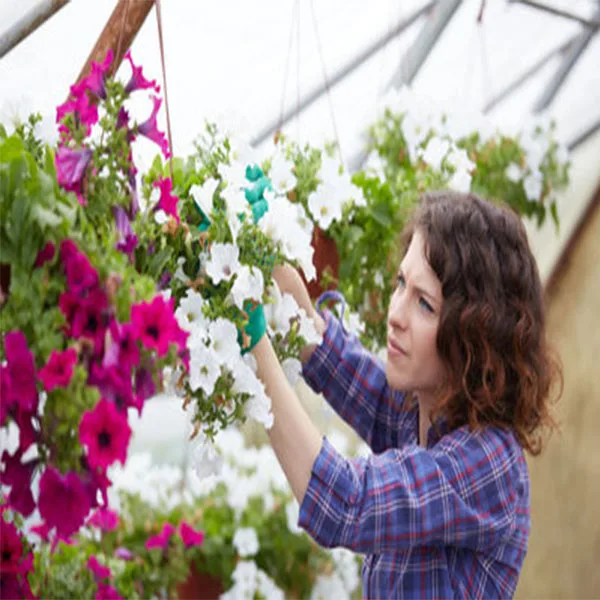 Horticulture Tesco Store