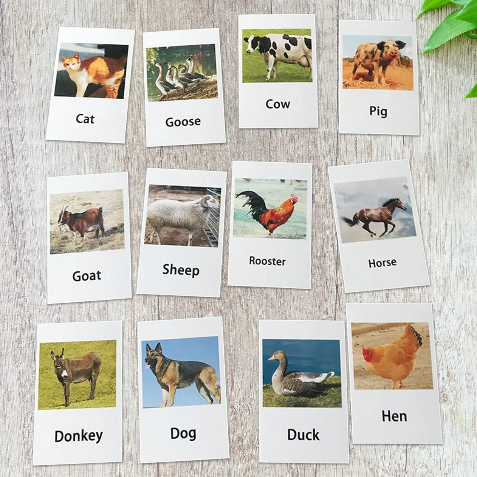 몬테소리 학습용 미니어처 가금류 동물 모델 매칭 카드 12종 세트