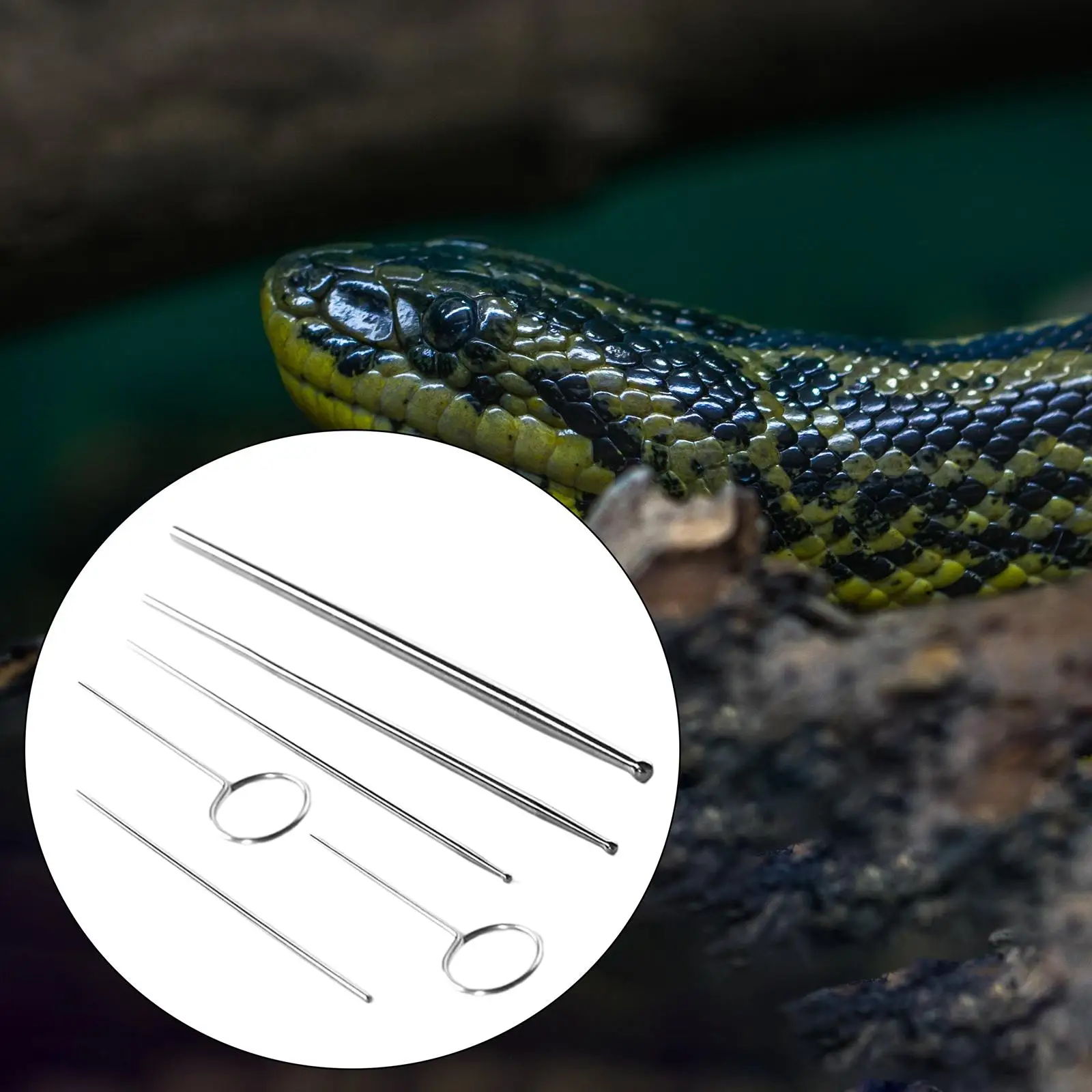Reptile Snake Gender Detection Tool for Different Size Assorted Color