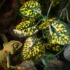 1pcs Home decoration with suction cup, simulation plant reptile box decoration, landscape viewing, aquarium 3