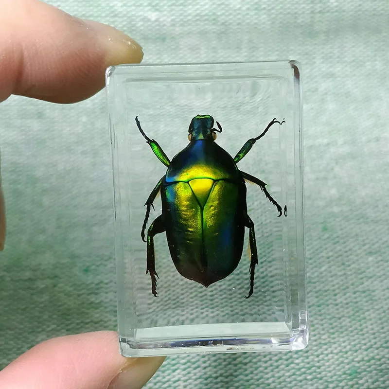 Real Insect Specimens Wrapped In Resin Desktop Decoration Insects Teaching Children's Gifts Biology Class Props 1pcs/4.3cm butterfly specimen
