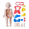 3D Montessori Puzzle Mannequin Human Anatomy Model Children's Learning Organs Toys Educational Body Learning Tools 2