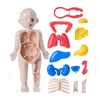 3D Montessori Puzzle Mannequin Human Anatomy Model Children's Learning Organs Toys Educational Body Learning Tools 2