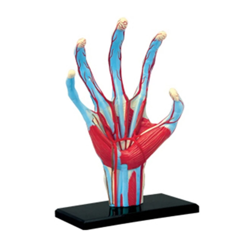 

Hand Anatomy Model Teaching Toy Laboratory Education Classroom Equipment