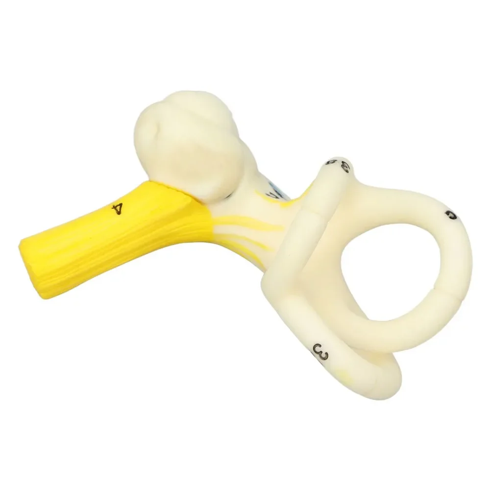 Ear Semicircular Canal Cochlea Anatomical Model Ear Labyrinth Model Human Ear Model Inner Ear model 5X Magnification Clear Model 5