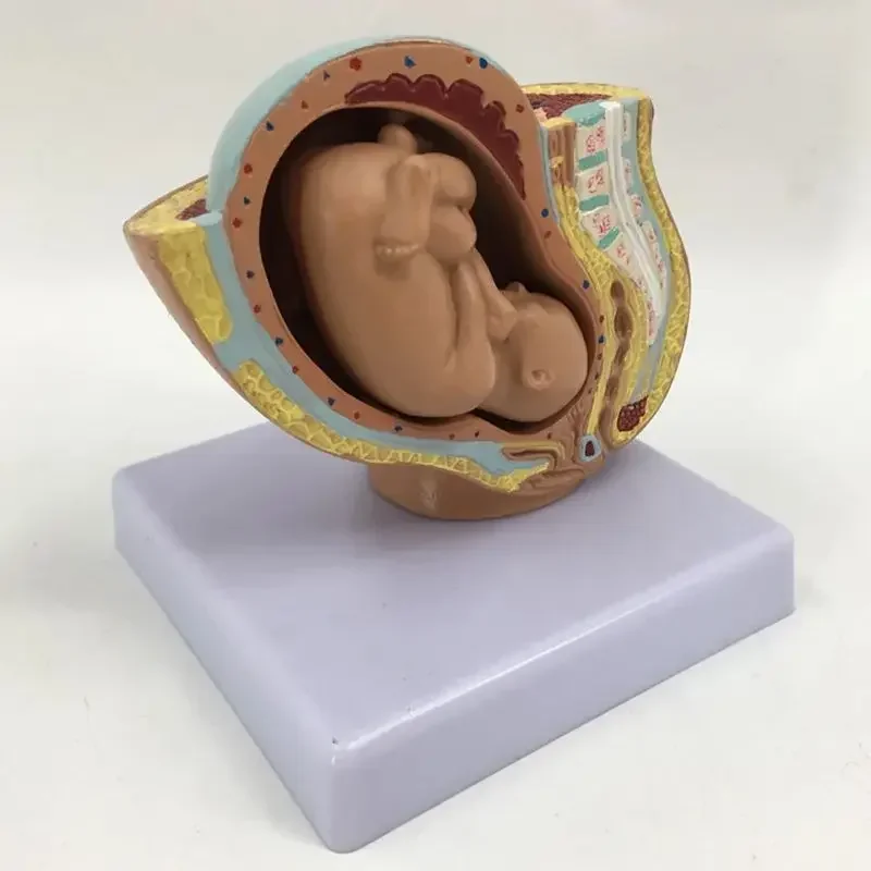 Life-Size Pregnancy Model 2