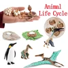 Animal Life Cycle Animal Model Set Toys Growth Life Cycle Insect Dinosaurio Montessori Toy Biology Accessories Cognitive Toys 1
