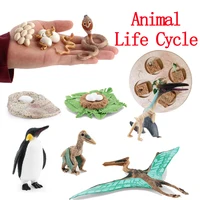 Animal Life Cycle Animal Model Set Toys Growth Life Cycle Insect Dinosaurio Montessori Toy Biology Accessories Cognitive Toys 1