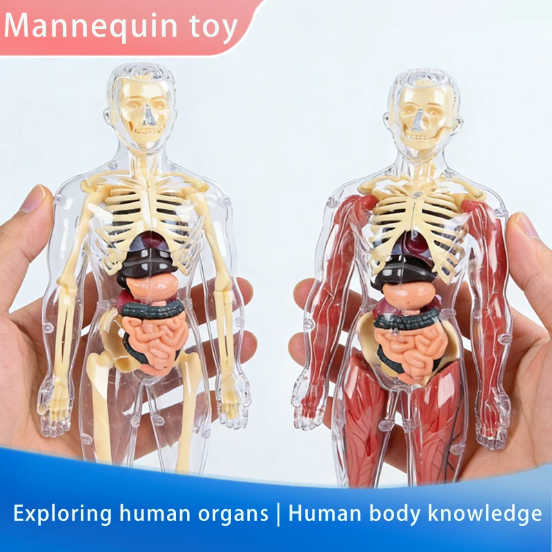 Children'S Detachable Assembled Human Body Model Structure, Full Body Skeleton, Organ Skeleton, Medical Anatomy Simulation Toy