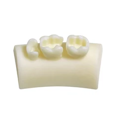 Durable Dental Practice Anatomical Teaching Model (White)