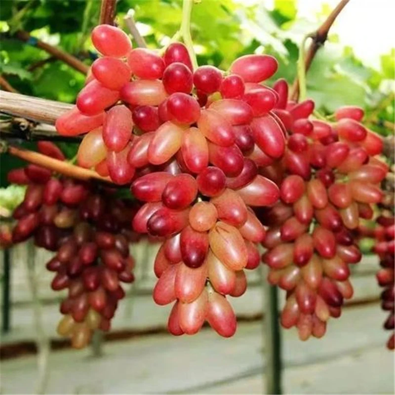 

Sweet Grape Garden Tools 50Pcs