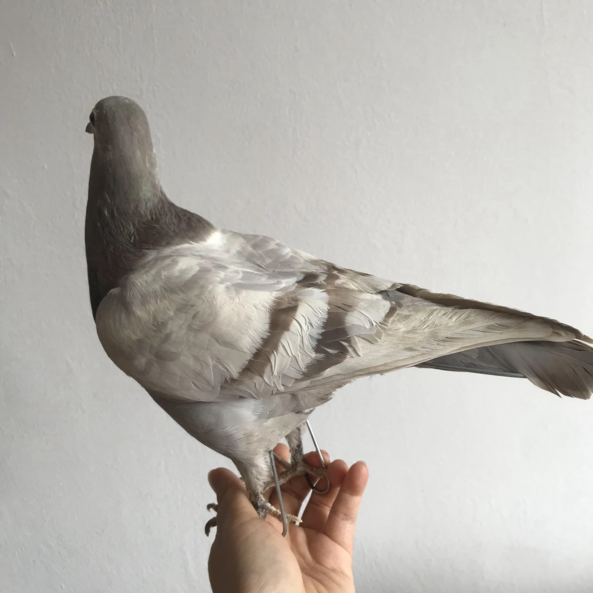 1Pcs real Taxidermy Eurasian gray pigeon Columba specimen Teaching / Decoration 6