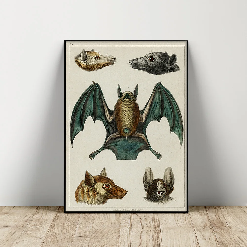 

Antique Science Illustration Art Print Poster Bat Canvas Painting Animal Education Wall Stickers Decor