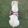 French Bulldog Harness - No-Pull Padded Vest, Escape-Proof Chest Plate, Breathable Mesh for Flat-Faced Breeds 5