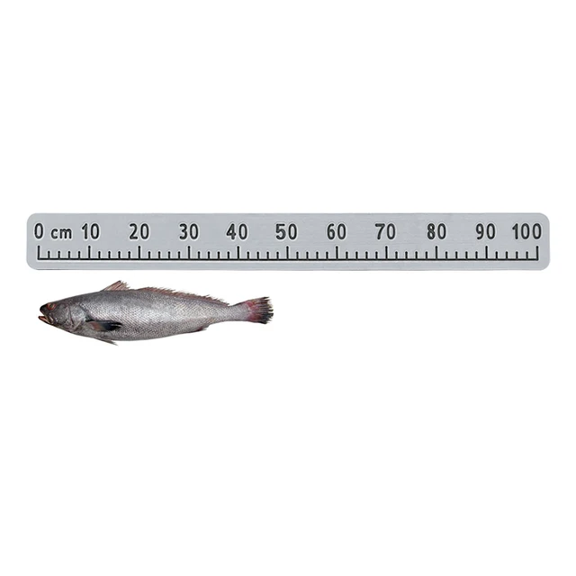 Online Sale, Price Comparison Fish Ruler, Prevent Fading Marine Fishing Measurin