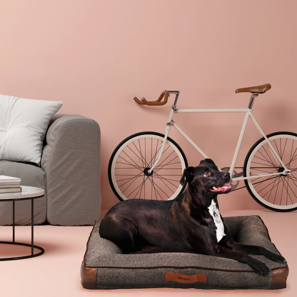 Koala Cushy Sofa Bed