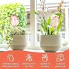Pink tulip plant watering balls, suitable for indoor and outdoor plants, automatic plant drippers, and automatic watering 3