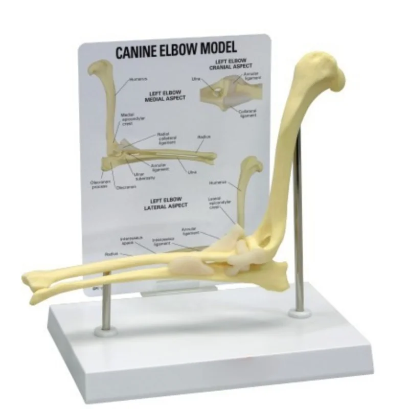 Canine Elbow Joint Model 1