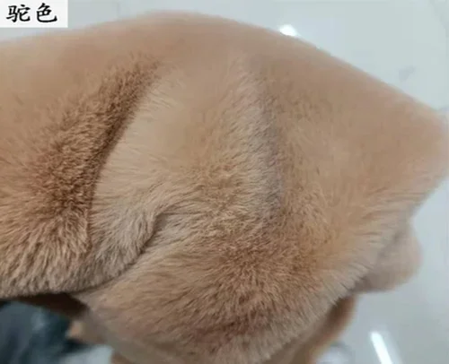 camel