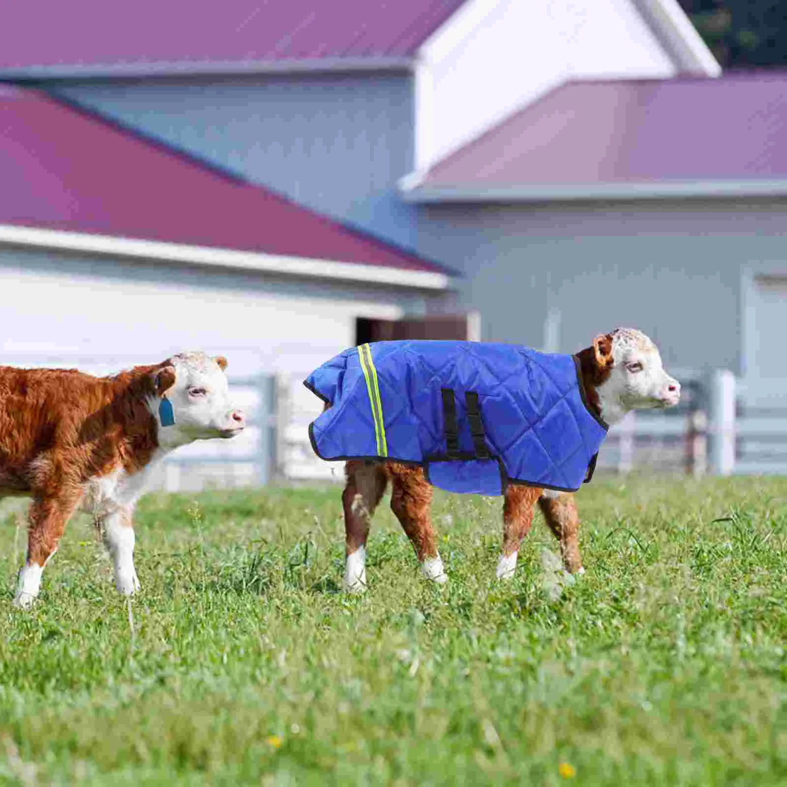 Hoodie Calf Vest Winter Clothes Lamb Warm Coat Sleeve Clothing Blue Belly Protection Miss 4