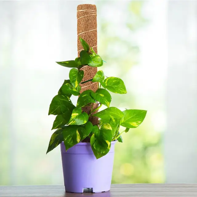 Hajlítható Coco Coir Növényi Tartó Tét Hegymászó Meghosszabbítás A Monstera Plant Pole -Hez Beltérihez - Image 5