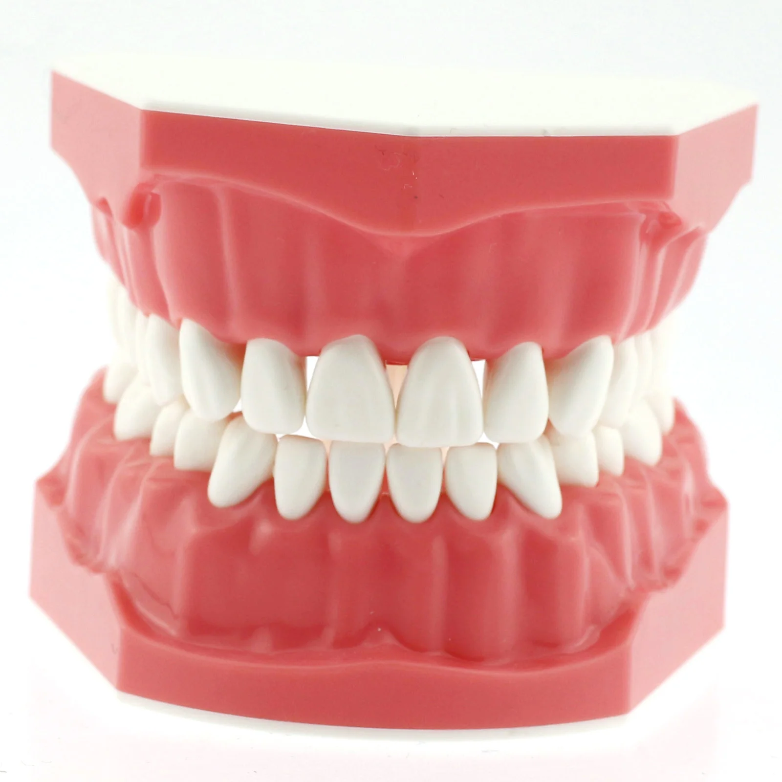 

Dentistry Teeth Model 1:1.2 Enlarge Movable Dentistry Teaching Studying Demo Teaching Tool Model