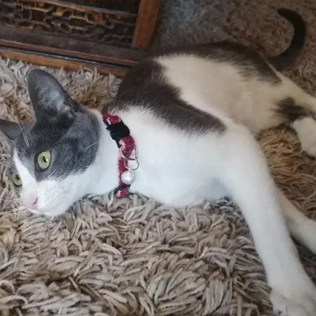 Cat Collar Pet Cat Collar with Bell Cat Face Collar Safety Buckle Cat Collar Glitter Velvet Collar 4