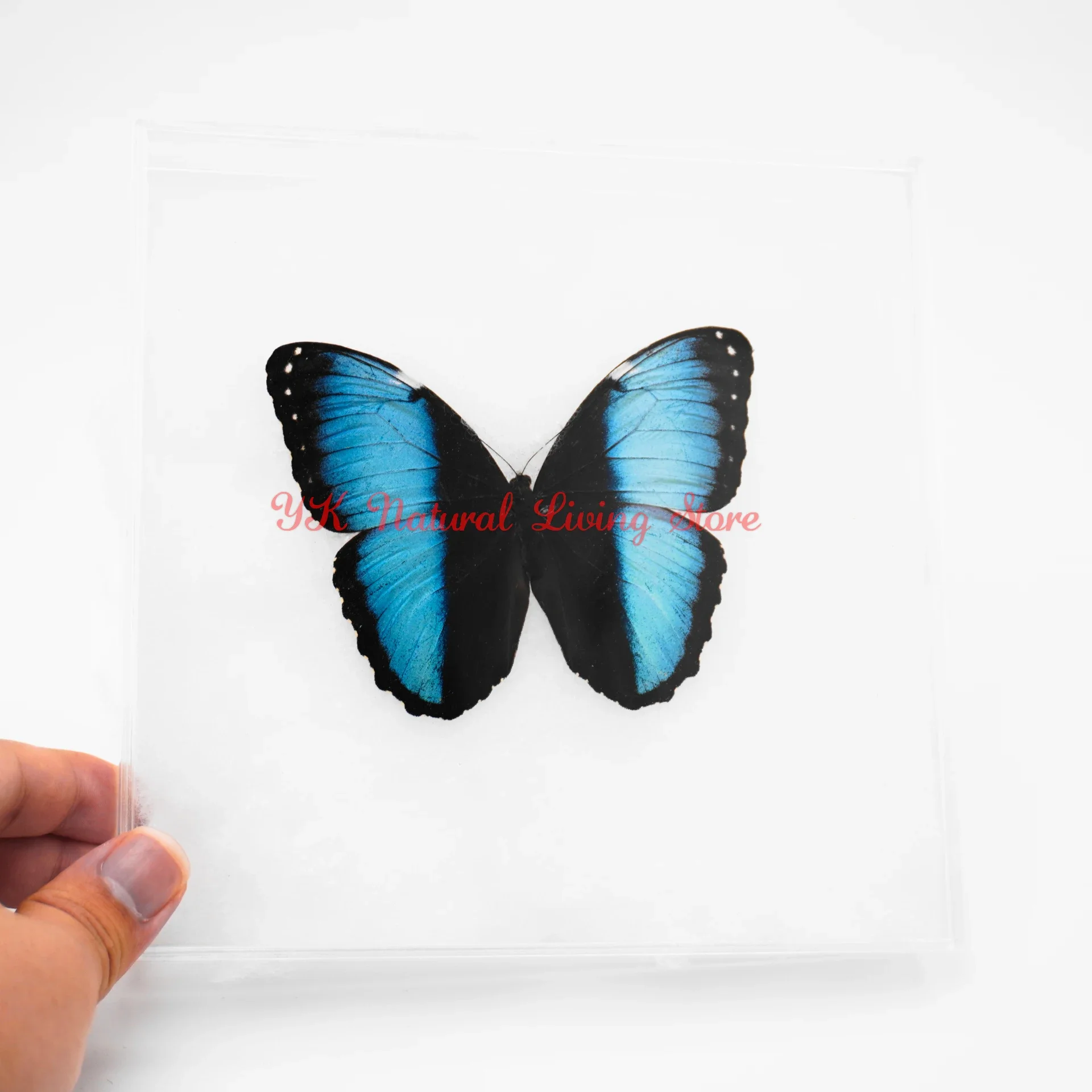 Real Butterfly Specimens Rare Blue Large Butterfly For