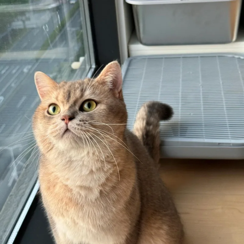 Extra Thick Litter Mat High Sides Large Capacity Sand Control Tray for Cat Litter Box Non-Slip Filter Pad Convenient Pet Supplie