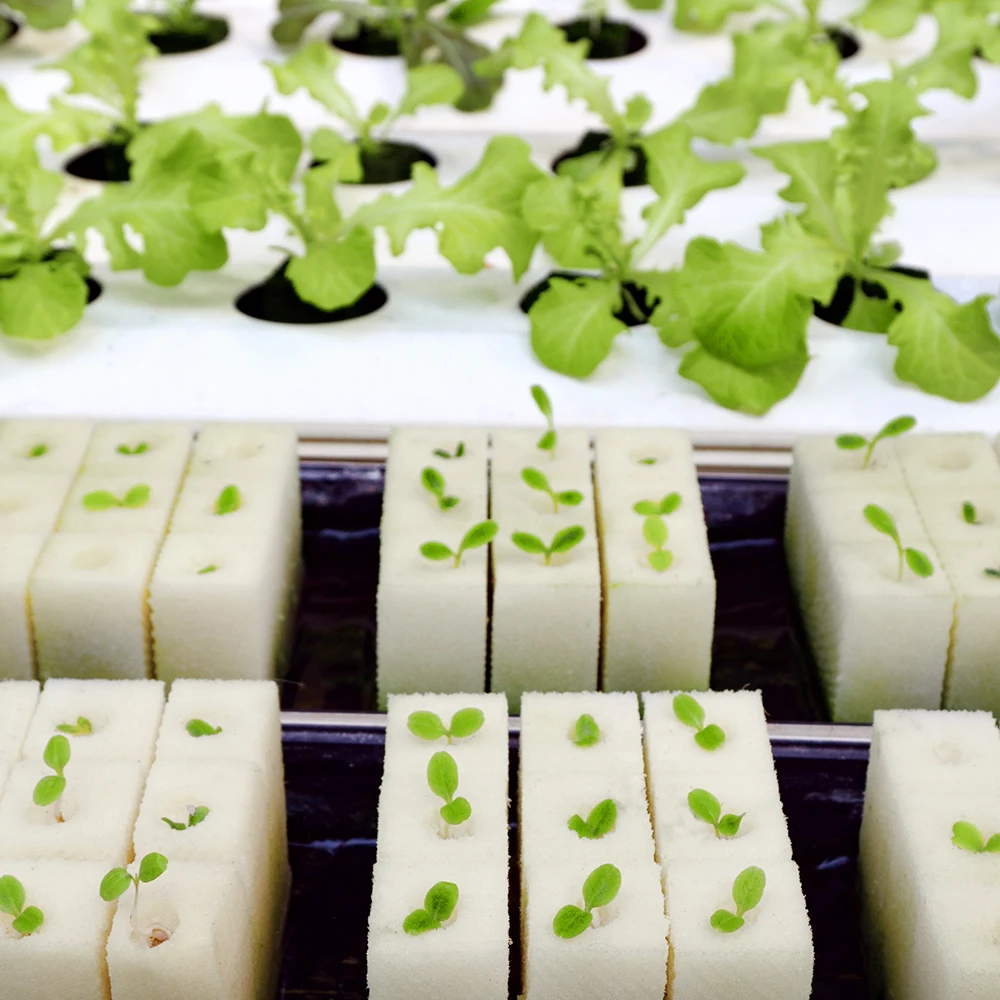 Hydroponic Sponge Planter Tool Square Seedling Sponge Garden Greenhouse Soilless Cultivation Small Bud Grow Water Retention Foam 6